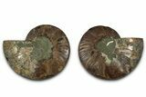 Cut & Polished, Agatized Ammonite Fossil - Madagascar #318108-1